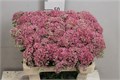 Седум-Sedum-Sp Carl--55cm 788bd07a-bfa5-11ec-0a80-0b4c0007f16c
