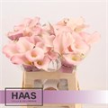 Калла-Zantedechia-Manila--55cm 789e2bd8-91a8-11ee-0a80-0fee0029b6f8