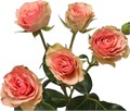 Роза куст-Rosa sp-Loves Me 2 Times-60cm-RS 0cea82b7-73fa-11ee-0a80-02840027cc4e