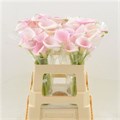 Калла-Zantedechia-Sweet Art-60cm 78bc5fec-bfa4-11ec-0a80-0b4c0006fcf6