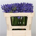 Агапантус-Agapanthus-Eyfori Blue-50cm 78bf84c2-7671-11ee-0a80-07290003b629
