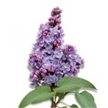 Сирень-Syringia-V Michel Buchner--60cm 78cf79f5-bfa5-11ec-0a80-0b4c0007f1b8
