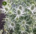 Эрингиум-Eryngium-White Lagoon-60cm-So 78e4c07d-39de-11ef-0a80-0bf10022ae4a