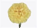 Гвоздика SE-Dianthus SE-Golden Gate--FC 791184a7-42de-11f0-0a80-0617000f7232