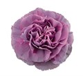 Гвоздика ст-Dianthus st-Hypnosis-65cm 0ceb9218-bfa4-11ec-0a80-0b4c00069477