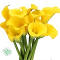 Калла-Zantedechia-Sunny Art-70cm 00bd918b-7f55-11f0-0a80-16d3001bd033