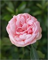 Роза куст-Rosa sp-Bridal Piano-60cm-CN 791b05c0-c00e-11ee-0a80-15e60006eabf