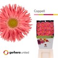 Гербера-Gerbera-Spider Coppell Diamond-50cm 79245edb-7671-11ee-0a80-07290003b62f