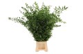 Рускус-Ruscus-Italy Medium-GW 79280f17-bfa6-11ec-0a80-0b4c0008d2c5