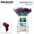 Калла-Zantedechia-Rudolph--55cm 792d00ba-bfa4-11ec-0a80-0b4c0006fd7e