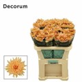 Хризантема одн-Chrysant Gr-Kalimba Salmon-70cm-90gr 0cee4969-4c92-11ee-0a80-10870007319b