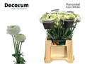 Ранункулус-Ranunculus-Aazur White-40cm-24gr 794ac7e4-7671-11ee-0a80-07290003b638