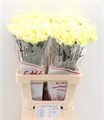 Гвоздика ст-Dianthus st-Janeiro-65cm 0cf32b4f-bfa4-11ec-0a80-0b4c00069480