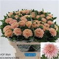 Хризантема одн-Chrysant Gr-Marielle-80cm-90gr 7954e5b5-99c1-11ef-0a80-15fa0037cb1f