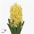 Гиацинт-Hyacinthus-Yellowstone-30cm/ 7964cd9a-b697-11ed-0a80-0256005f8907