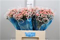 Хиперикум-Hypericum-Coco Tiamo-60cm 797b0c01-99c1-11ef-0a80-15fa0037cb22