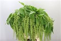 Амарант-Amaranthus-Hg Bob Marley Green-80cm 0cf54f06-7850-11ed-0a80-073a0025de1a