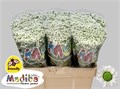 Хризантема сант-Chrysant sant-Mad Lindi Whit-55cm-950gr 797cac06-7671-11ee-0a80-07290003b641
