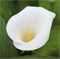 Калла-Zantedechia-White Art-60cm 797db7c9-bfa4-11ec-0a80-0b4c0006fdd6