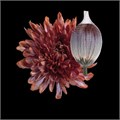 Хризантема одн-Chrysant Gr-Antonov Latte-70cm 79924347-7671-11ee-0a80-07290003b647