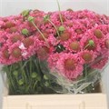Скабиоза-Scabiosa-At Candy Scoop-60cm 79ab6a8a-bfa5-11ec-0a80-0b4c0007f297