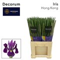 Ирис-Iris-Hong Kong-62cm-45gr 79b05b85-7671-11ee-0a80-07290003b64d