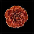 Гвоздика ст-Dianthus st-Latte-60cm 0cfb0882-bfa4-11ec-0a80-0b4c00069489