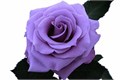 Роза-Rosa-Blue Applause-/60cm-Fe 79c5fbeb-3298-11ee-0a80-0b7f00064ac8