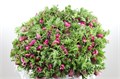 Анемон-Anemone-Marianne Orchid-45cm 79d00210-aa3f-11ef-0a80-1978001e5d42