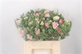Анемон-Anemone-Mistral Light Pink Ex-45cm 79d8ced1-aa3f-11ef-0a80-1978001e5d45