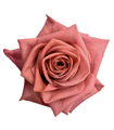 Роза-Rosa-Barista-50cm-JR 79e65595-af95-11ee-0a80-029300099fe6