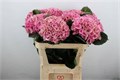 Гортензия-Hydrangea-Mag Opal Cl-80cm 79f3dd3b-5448-11f0-0a80-0210001d5ee3