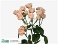 Роза куст. Романтик Баблз (роз.) 50 79fc0363-d6a2-11ec-0a80-0df80020f851