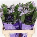 Клематис-Clematis-Star River-72cm 7a0b3b8b-bfa4-11ec-0a80-0b4c0006fe6b