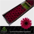 Гербера-Gerbera-Ms Sparkler Doos-45cm 7a0d0ba7-7671-11ee-0a80-07290003b650