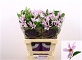 Клематис-Clematis-Amazing Miami-70cm 7a12c5c7-bfa4-11ec-0a80-0b4c0006fe74