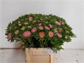 Каллистефус-Callistephus-Jules Pink-45cm 7a1a2693-bfa4-11ec-0a80-0b4c0006fe7d