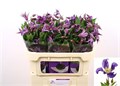 Клематис-Clematis-Blue Pirouette-70cm 7a217d42-bfa4-11ec-0a80-0b4c0006fe86