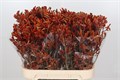 Анигозантус-Anigozanthos-Bush Revolution-80cm 0d00ea8a-4df8-11ed-0a80-0c5300625125