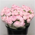 Ранункулус-Ranunculus-Su Sr Hanoi Pink Extra-40cm-40gr 7a25b698-aa3f-11ef-0a80-1978001e5d5a