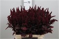Амарант-Amaranthus-Cr Velvet-60cm 7a2e6d26-2938-11ee-0a80-02ba002ecab6