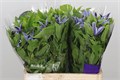 Клематис-Clematis-Amazing Havana-50cm 7a31e97b-bfa4-11ec-0a80-0b4c0006fe98