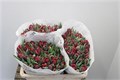 Тюльпан-Tulip-Du Red Princess-38cm-36gr 7a3cbe4c-7671-11ee-0a80-07290003b653