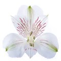 Альстромерия-Alstroemeria-Siberia-80cm-Se 0d02129f-2f40-11ef-0a80-0cac00018d3b