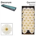 Гербера-Gerbera-Mi Ramos-50cm 7a47a4c6-7671-11ee-0a80-07290003b659