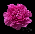 Гвоздика SE-Dianthus SE-Farida-FC 7a535408-a2f7-11ed-0a80-10b8002baab0