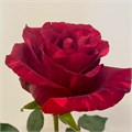 Роза-Rosa-Red Panther-60cm-IS 7a5a6ba9-851e-11ee-0a80-059100085e52