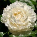 Пион-Paeonia-Bowl of Cream-50cm 0d072580-e734-11ed-0a80-110f001e2397