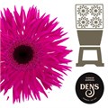 Гербера-Gerbera-Spider Nola Diamond-50cm 7a600959-7d9c-11ef-0a80-07ef00336d7b