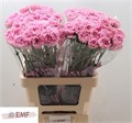 Гвоздика ст-Dianthus st-Clearwater--60cm 7a67cb91-7be8-11ee-0a80-0b9a0006d897